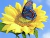 Borboleta no Girassol - comprar online