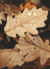 Folhas com Gotas de Chuva - comprar online