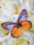 Borboleta com Rosas Brancas - comprar online