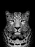 Leopardo Preto e Branco - comprar online