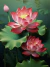 Flores de Lótus - comprar online