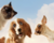 Cães e Gato Amigos - comprar online