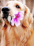 Golden Retriever com Flor - comprar online