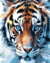 Retrato de Tigre na internet