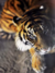 Filhote de Tigre na internet
