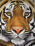 Tigre Retrato na internet