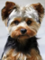 Retrato YorkShire na internet