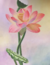 Flor de Lótus na internet