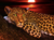 Leopardo na internet