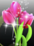 Tulipas Rosas com Brilho na internet