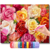 Rosas Coloridas