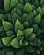 Folhas Verdes - comprar online