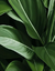 Folhas Verdes - comprar online