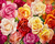 Rosas Coloridas - comprar online