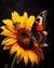 Borboleta no Girassol - comprar online