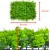 Kit 30 Placas de Eucalipto 40 x 60cm Muro Inglês Jardim Vertical - loja online