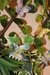 MISE BUTTERFLY - comprar online