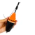 Boia Cevadeira Mini Parruda 36g Laranja e Preto - comprar online