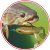 Isca Silicone Paddle Frog 9.5cm Forest 2 Unid - loja online