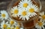 CAMOMILA EM FLOR 1 KG_ - comprar online