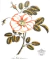 GARDEN ROSE 1000-PIECE PUZZLE