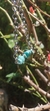 Pulsera Instinto (amazonita)