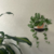 Estante Aloe