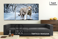 T469 - Tigre