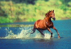 Banner de la categoría Naturaleza