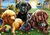 Cachorros