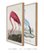 Dupla Aves - loja online