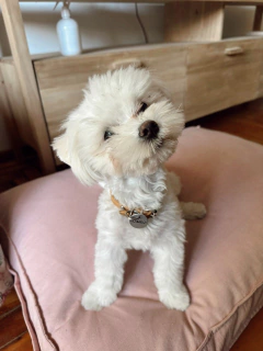 Cama Atenas - S (60x50 cm) - ROSA - comprar online