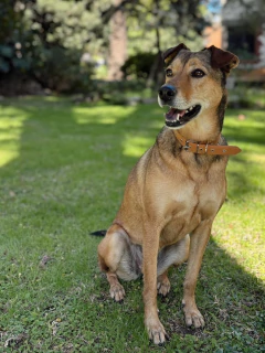 COLLAR SILICONA - TALLE L en internet