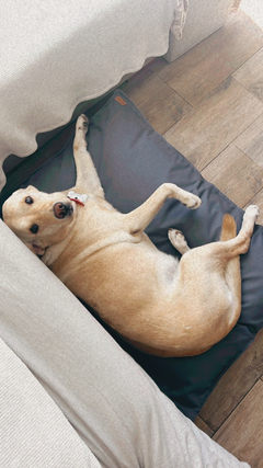 Funda Roma - 100x70 cm - impermeable & antidesgarro - comprar online