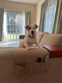 Organizador de controles para Sillón en internet