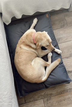 Cama Roma - 100x70 cm - GRIS - impermeable & antidesgarro - comprar online