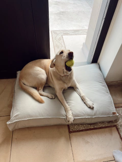 Cama Atenas - S (60x50 cm) - ROSA en internet