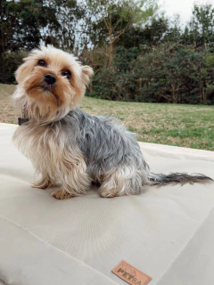 PILLOW IMPERMEABLE ANTIDESGARRO - BEIGE - 145x80cm en internet