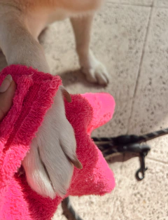 PACK TOALLAS CHICAS - PORTATIL - comprar online