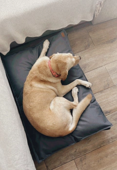 Cama Roma - 100x70 cm - GRIS - impermeable & antidesgarro - PETRA HOME