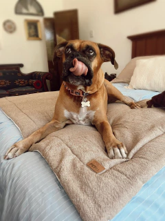 COMBO 3 CUERPOS (1 PILLOW + 2 ALMOHADONES) - PETRA HOME