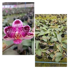 PHALAENOPSIS ANTHURA CADIZ