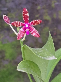 PHALAENOPSIS BASTIANII - comprar online