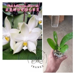 Phalaenopsis bellina var. alba x sib
