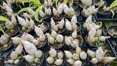 KIT DE CATASETUM FDK After Midnight // CATASETUM MARK´S RED HERMOSS JUNGLE GIRLS - comprar online