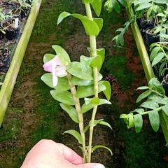 DENDROBIUM APHANOCHILUM X VICTORIA REGINAE - comprar online