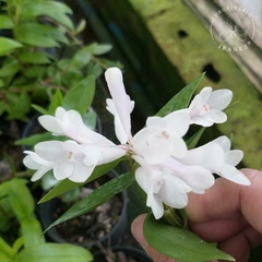 DENDROBIUM APHANOCHILUM X VICTORIA REGINAE