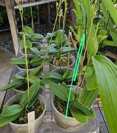 PHALAENOPSIS DORITIS PULCHERRIMA COERULEA - comprar online