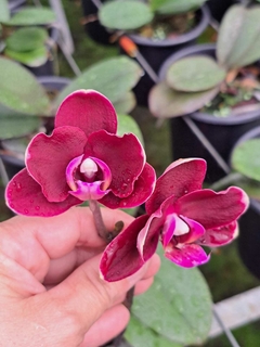 PHALAENOPSIS ELEGANT DEBORAH