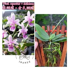 Phalaenopsis equestris x deliciosa